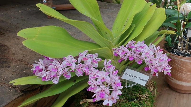 Lan ngọc điểm khoe sắc dịp tết đầy may mắn