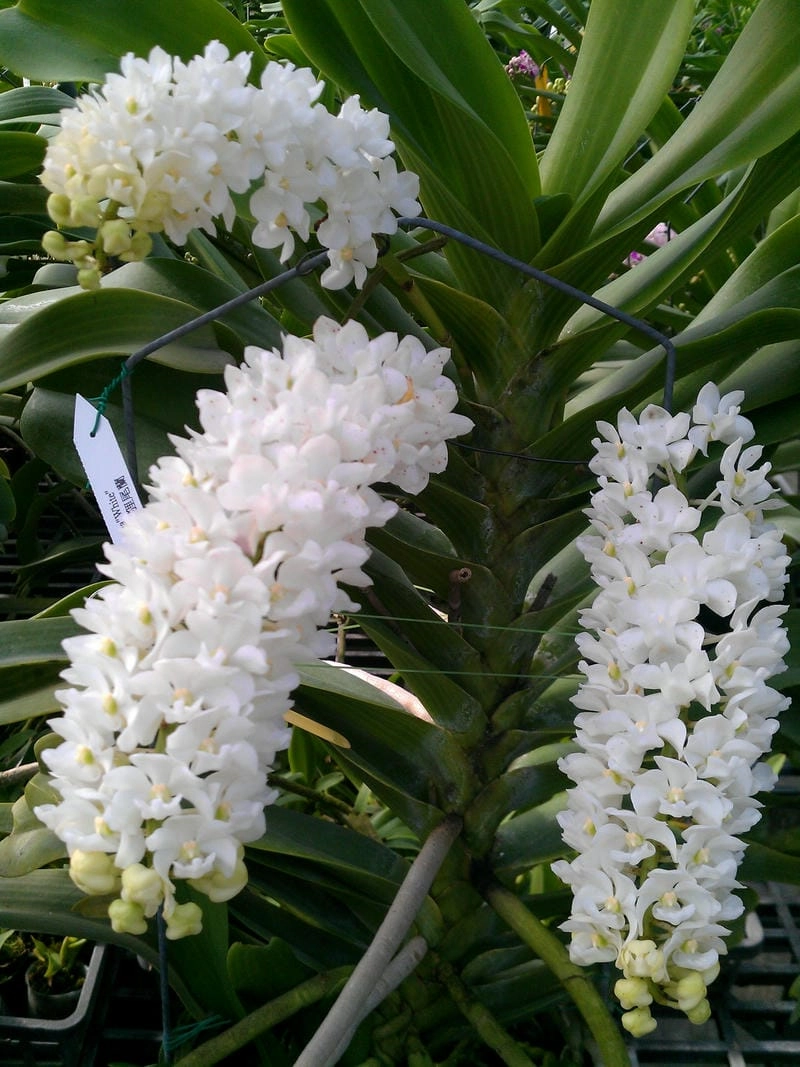 Hoa lan đai châu đậm hương sắc quý phái