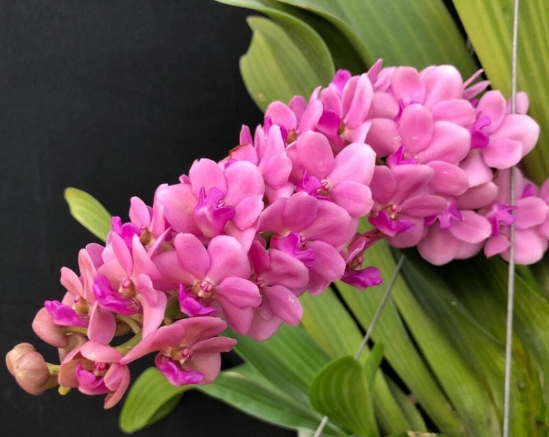 Phong lan ngọc điểm nổi bật hương thơm bền lâu