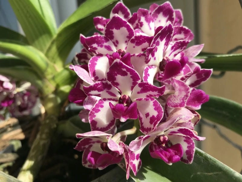 Ảnh hoa lan đai châu khoe sắc tinh khôi