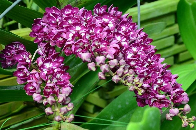 Ảnh lan đai châu đẹp cuốn hút mọi ánh nhìn