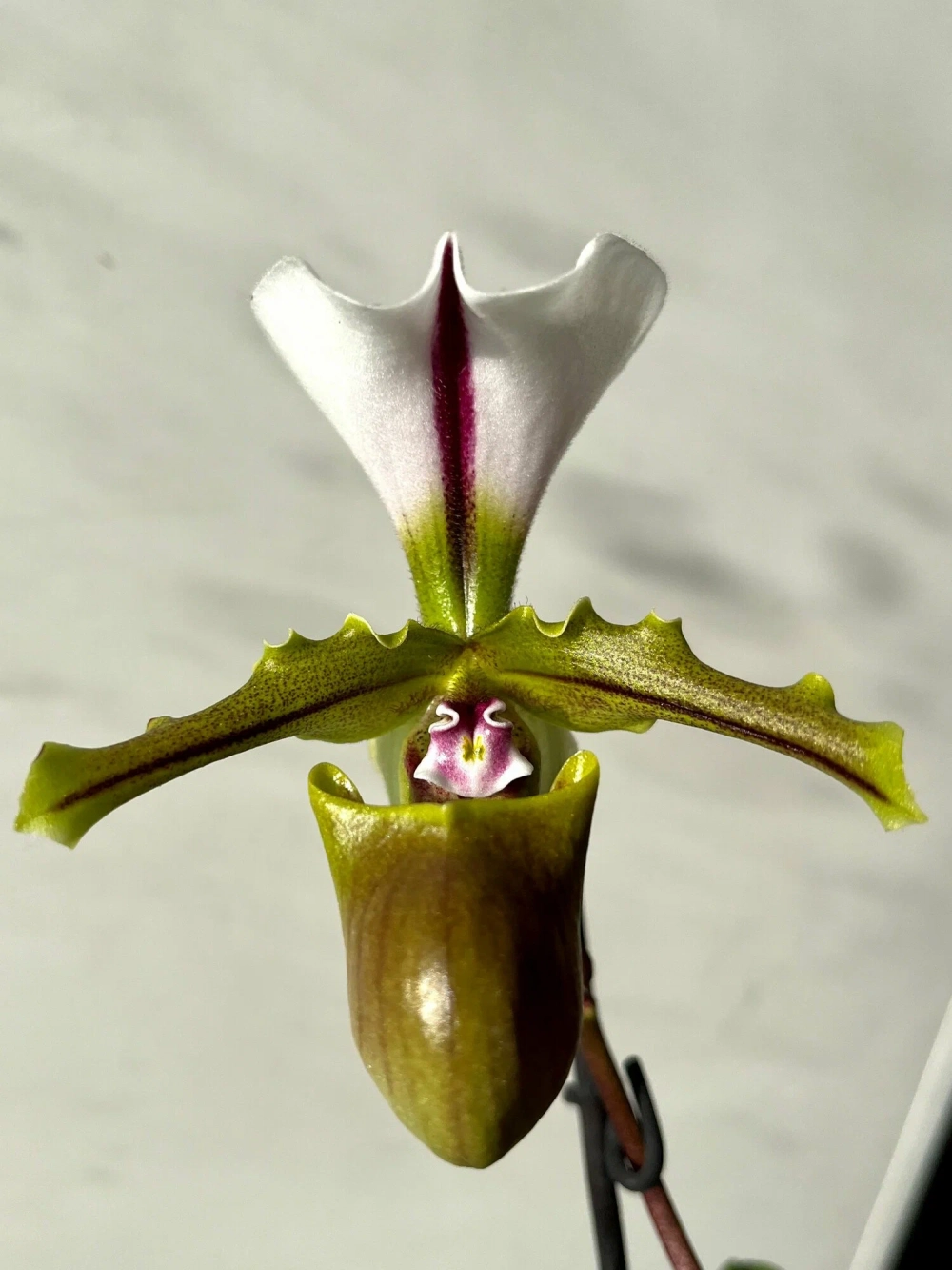 Phong lan hài quý phái được người chơi săn đón