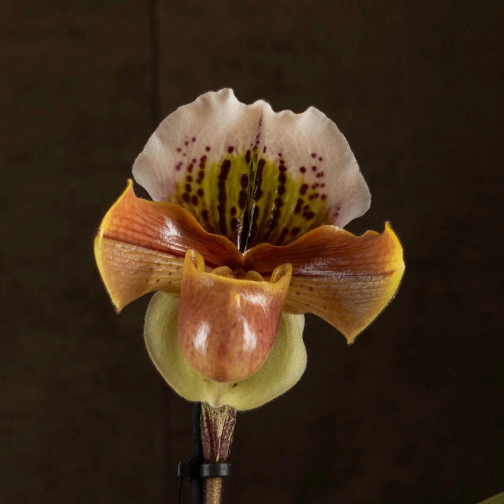 Ảnh lan hài nổi bật với form hoa ấn tượng