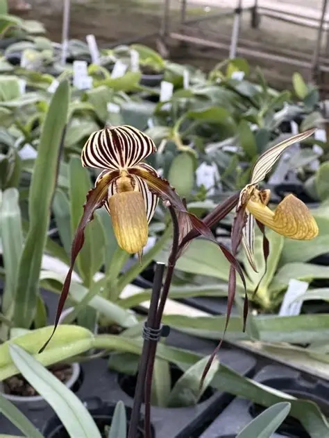 Các loại lan hài đa dạng màu sắc và hình dáng