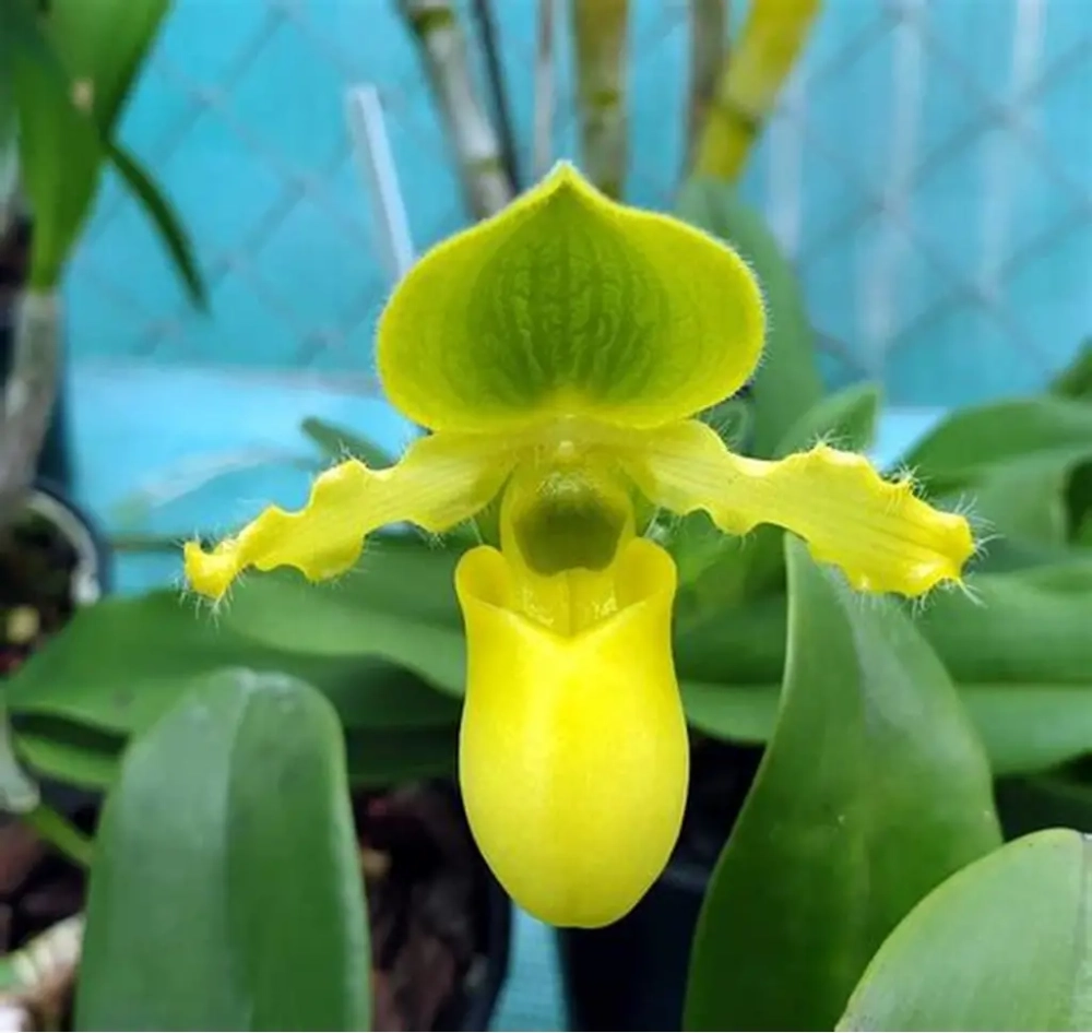 Lan hài rừng mang vẻ đẹp hoang dã nguyên bản