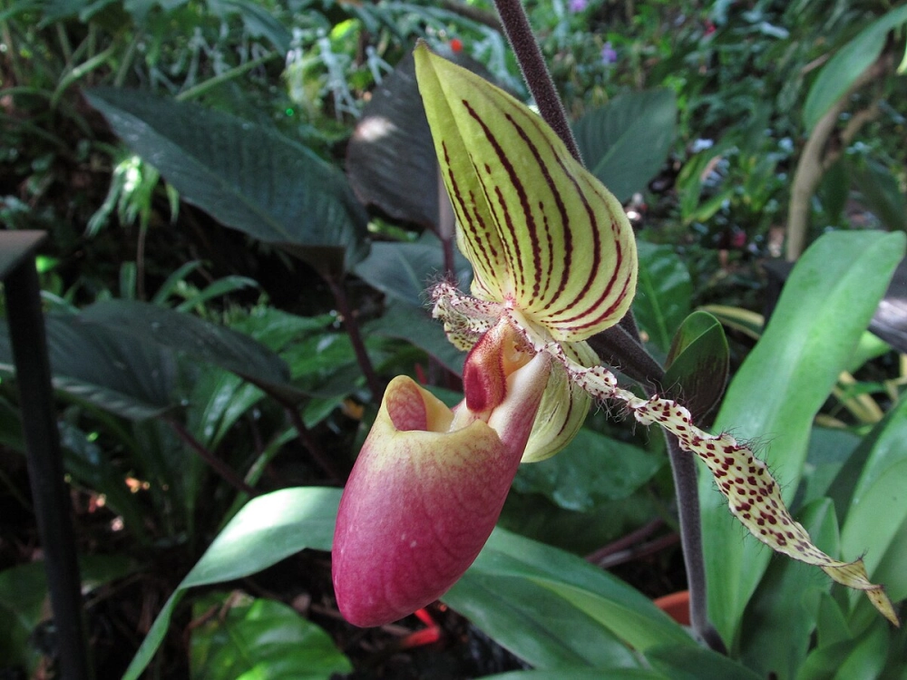 Hình ảnh hoa lan hài đẹp đầy sức cuốn hút