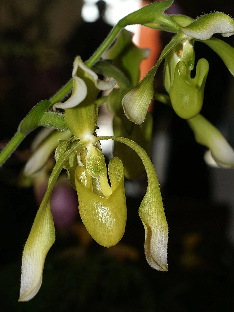 Lan hài đẹp nhất thể hiện đẳng cấp sưu tầm