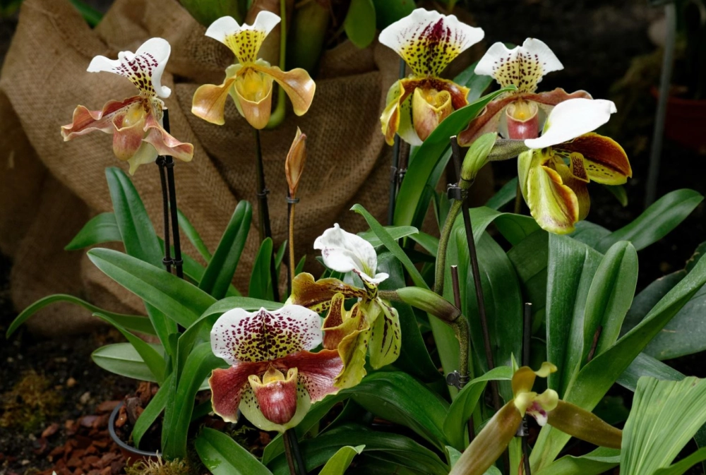 Hình nền lan hài tạo cảm giác sang trọng