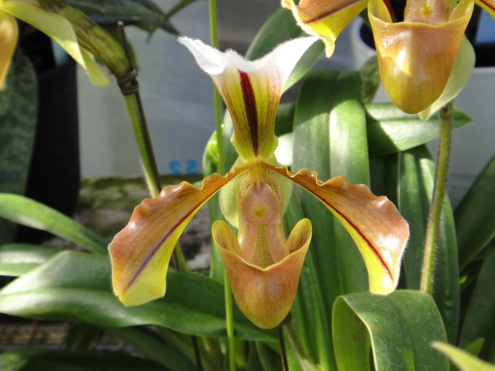 Ảnh hoa lan hài hd sắc nét từng chi tiết