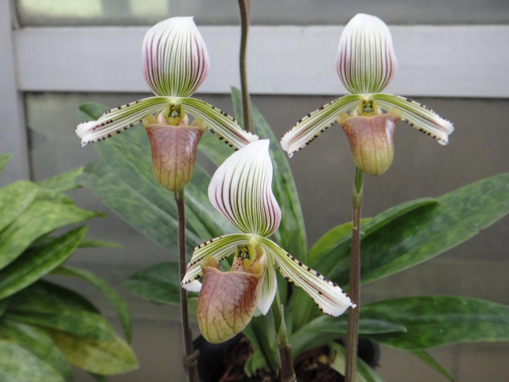 Hình ảnh lan hài rừng ghi dấu nét tự nhiên