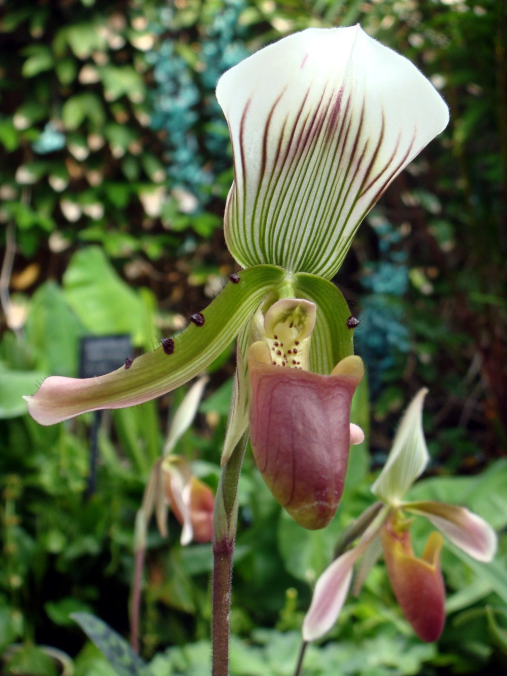 Thế giới lan hài phong phú và đầy mê hoặc