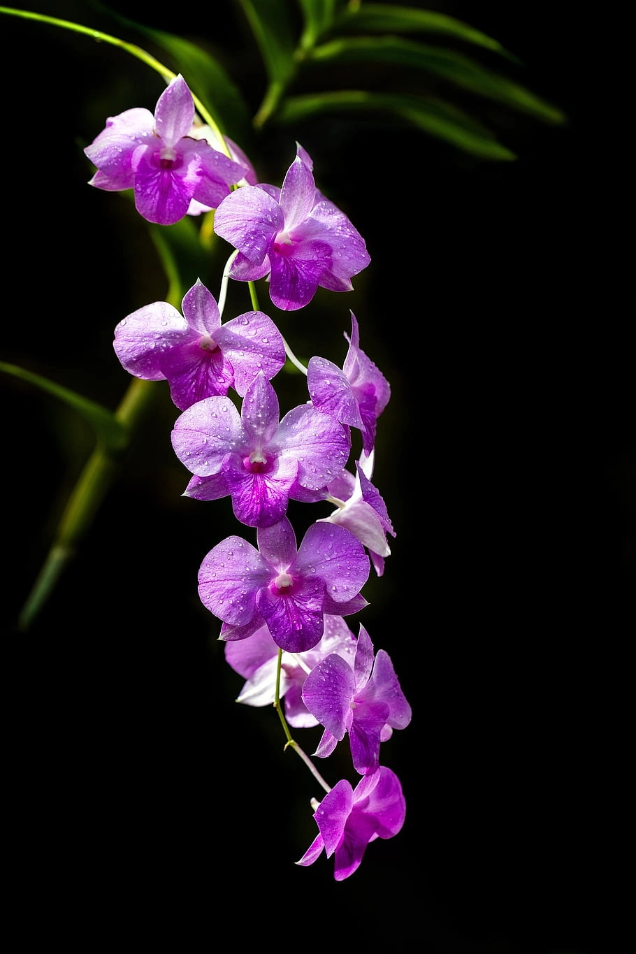 Cây lan hồ điệp khỏe đẹp bền hoa lâu