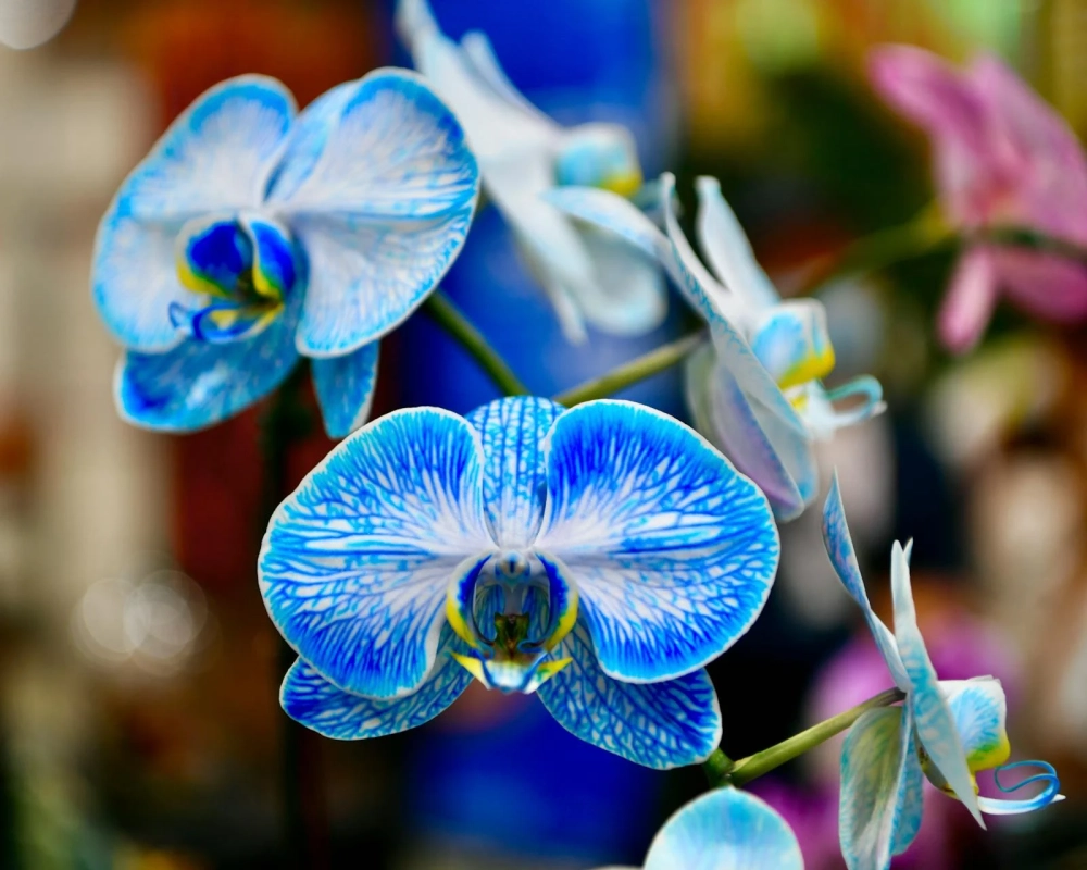 Hình nền lan hồ điệp dịu mắt sang trọng