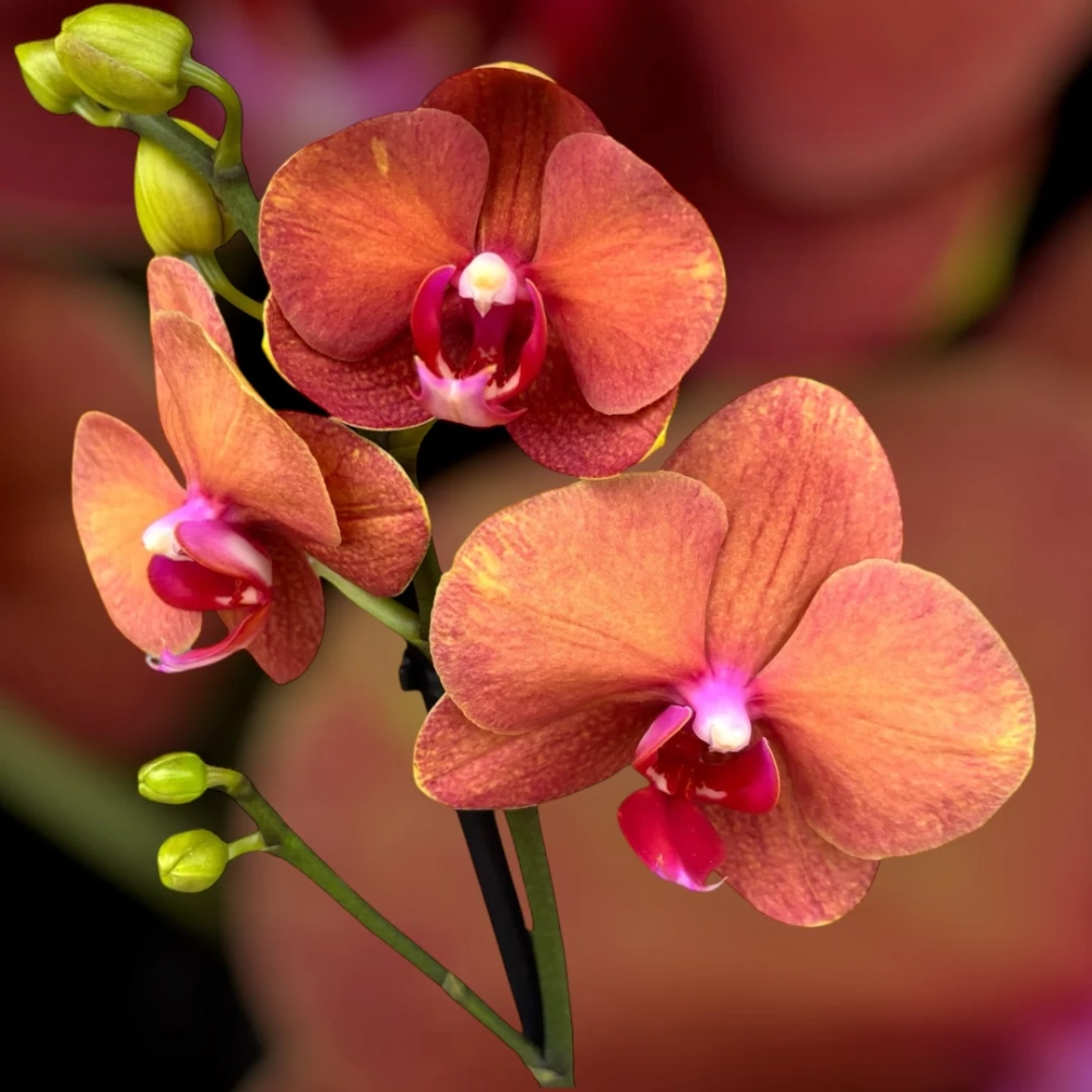 Ảnh lan hồ điệp đẹp ghi dấu khoảnh khắc