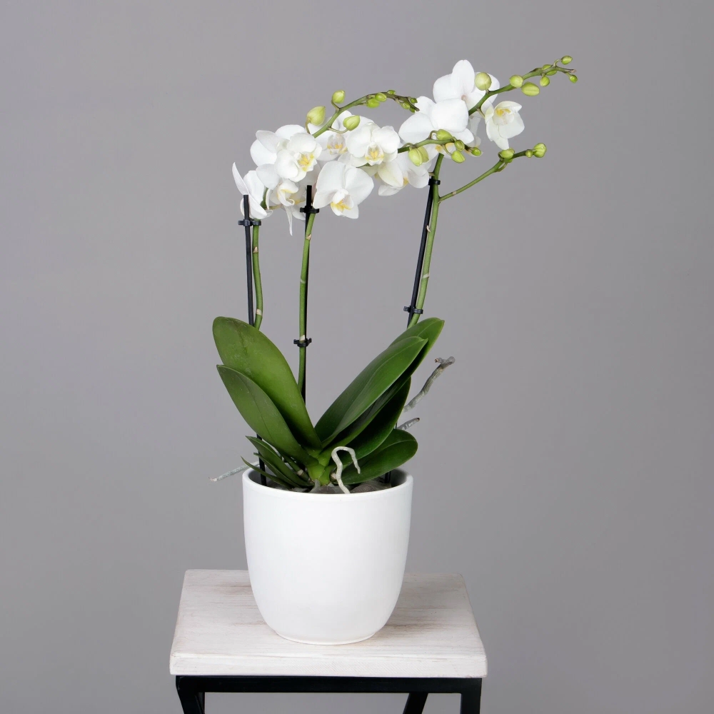 Background lan hồ điệp tinh tế thanh lịch