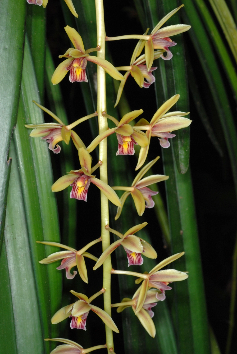 Hoa lan kiếm tinh khiết mang khí chất vương giả