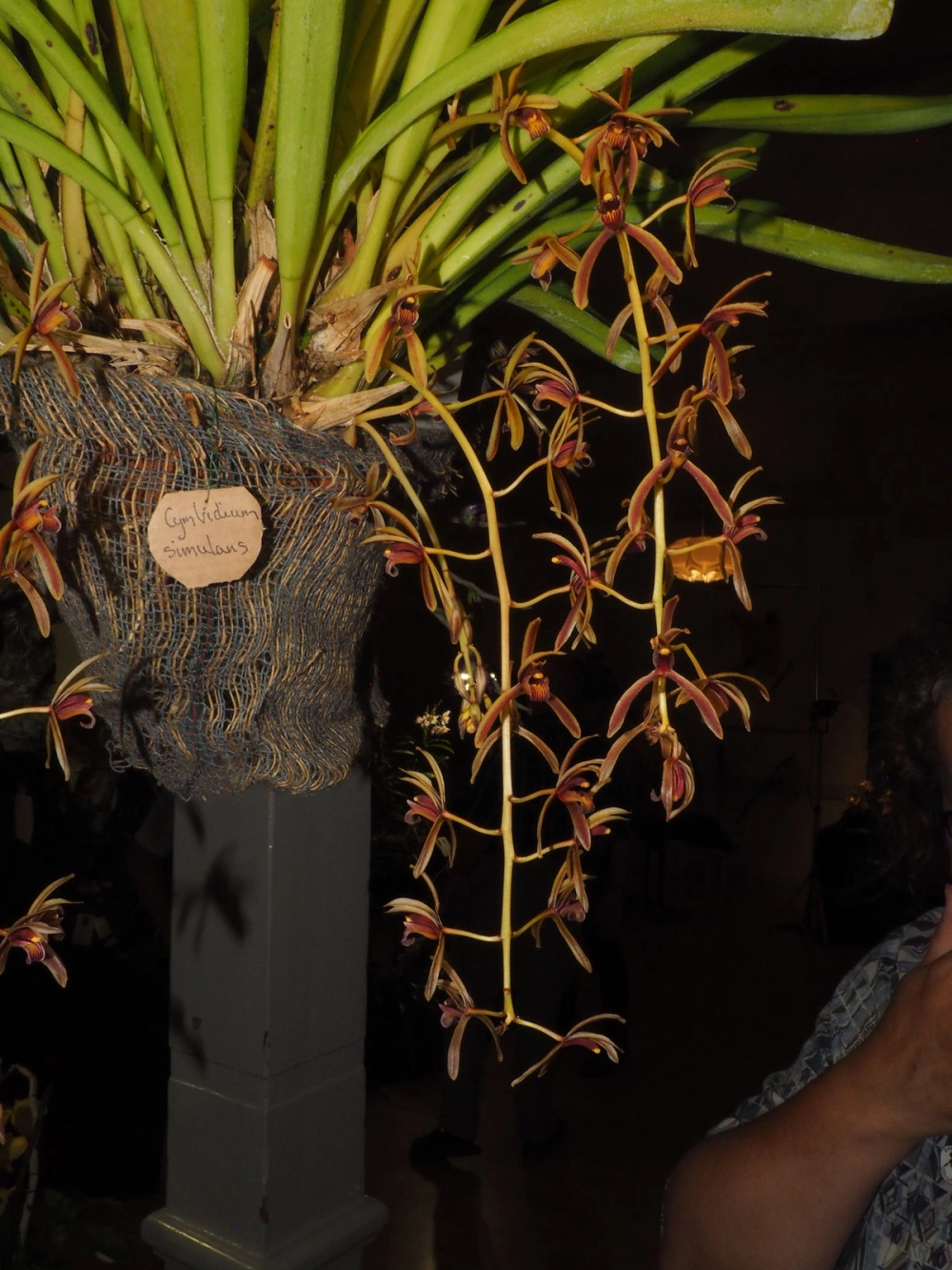 Phong lan kiếm mạnh mẽ đậm chất nghệ nhân