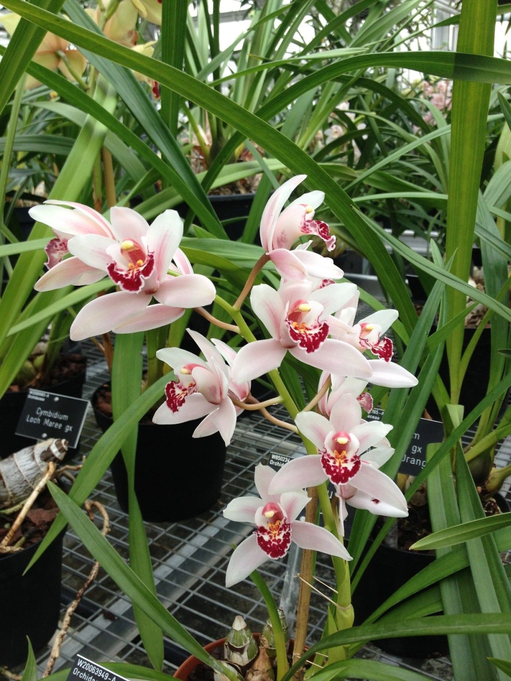 Địa lan kiếm bền bỉ tỏa sắc trang nhã