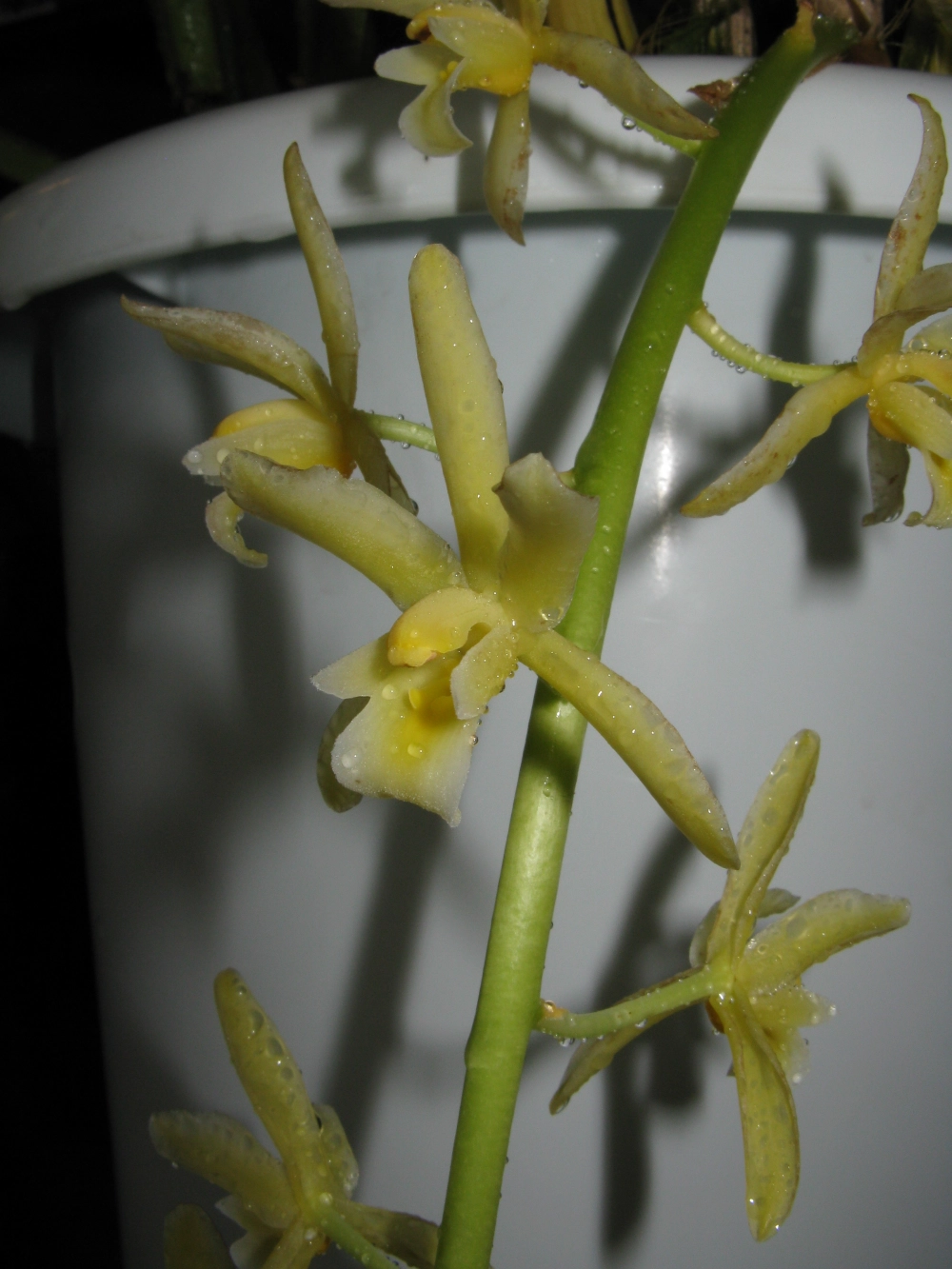 Hình ảnh lan kiếm ghi dấu vẻ đẹp truyền thống