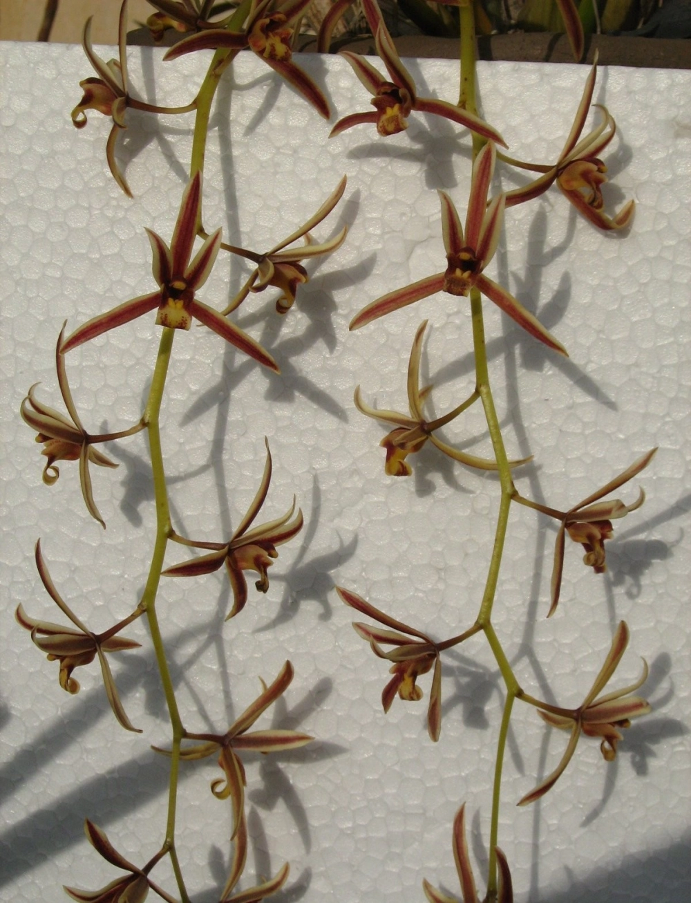 Hình nền lan kiếm sang trọng đầy cuốn hút