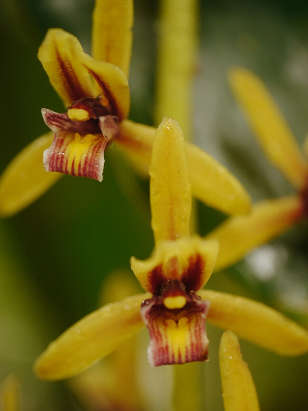 Lan kiếm quý được giới chơi lan săn đón