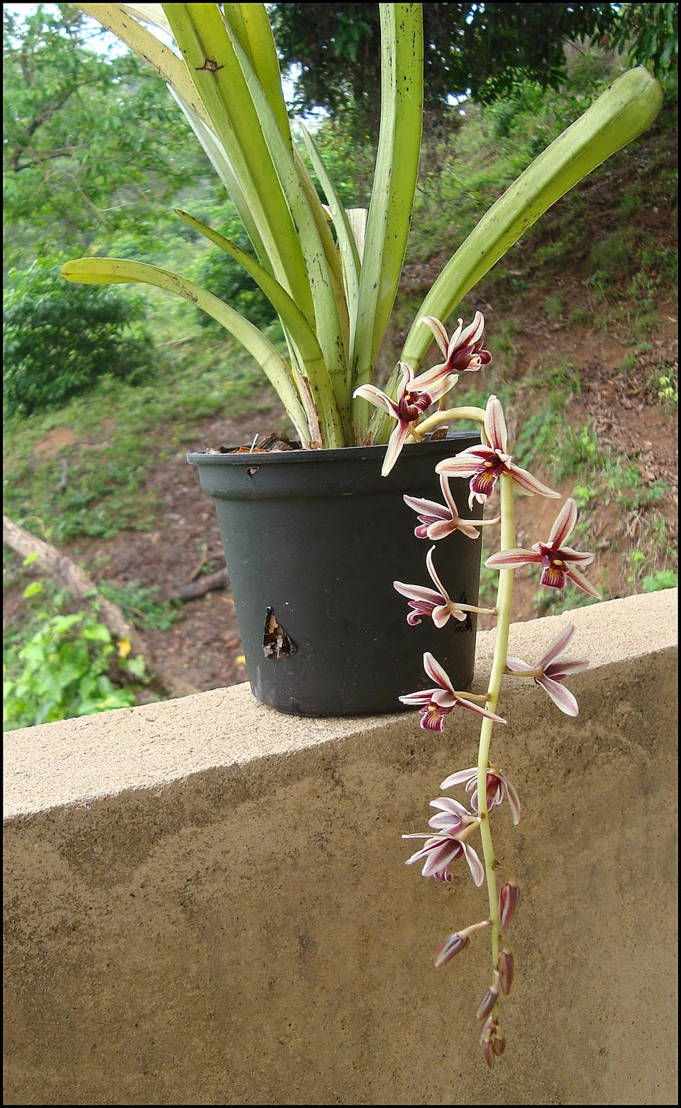 Lan kiếm nghệ thuật kết tinh công phu tạo dáng