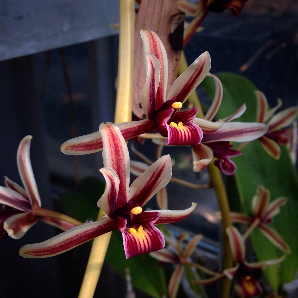 Ảnh bìa lan kiếm sang trọng tinh tế