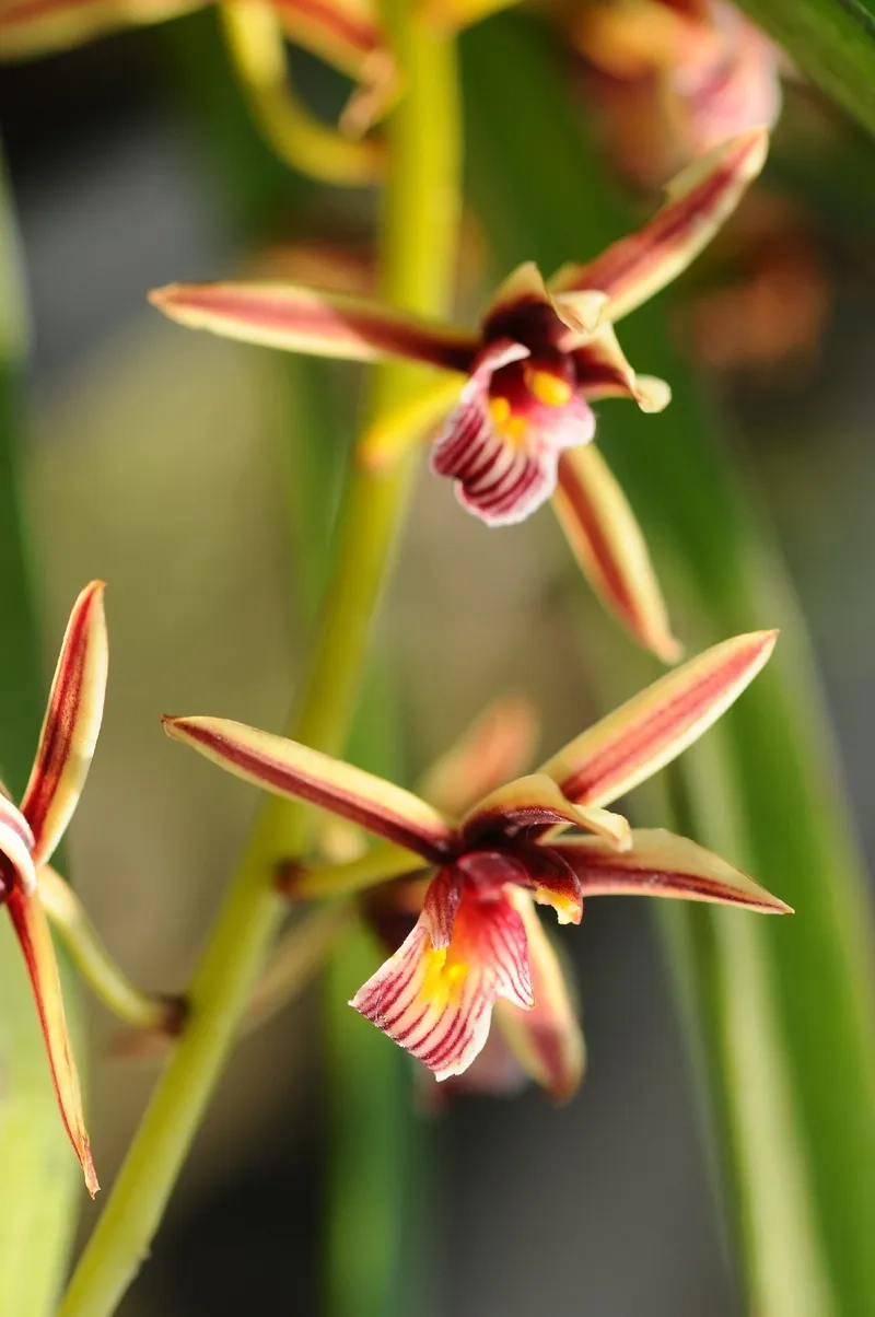 Các loại lan kiếm đa dạng dáng lá hoa