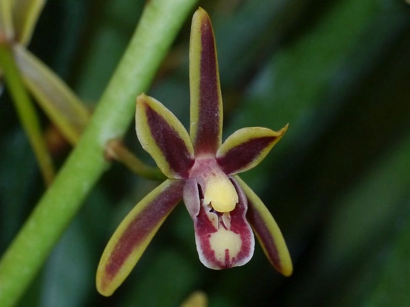 Xem hoa lan kiếm để cảm nhận khí chất