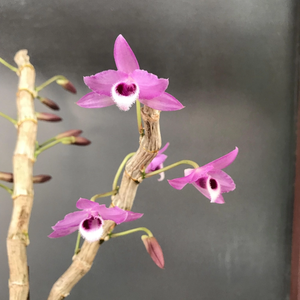 Hoa lan trầm tím tỏa hương nhẹ nhàng tinh tế