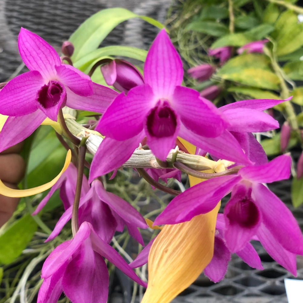 Hình ảnh lan trầm tím ghi lại vẻ đẹp sang