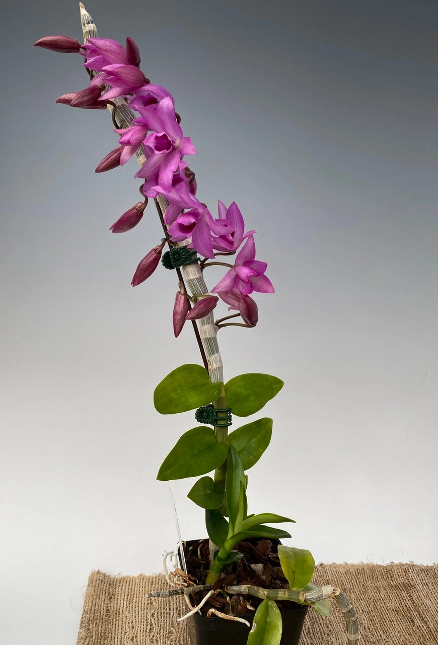 Hình nền lan trầm tím nhẹ nhàng trang nhã