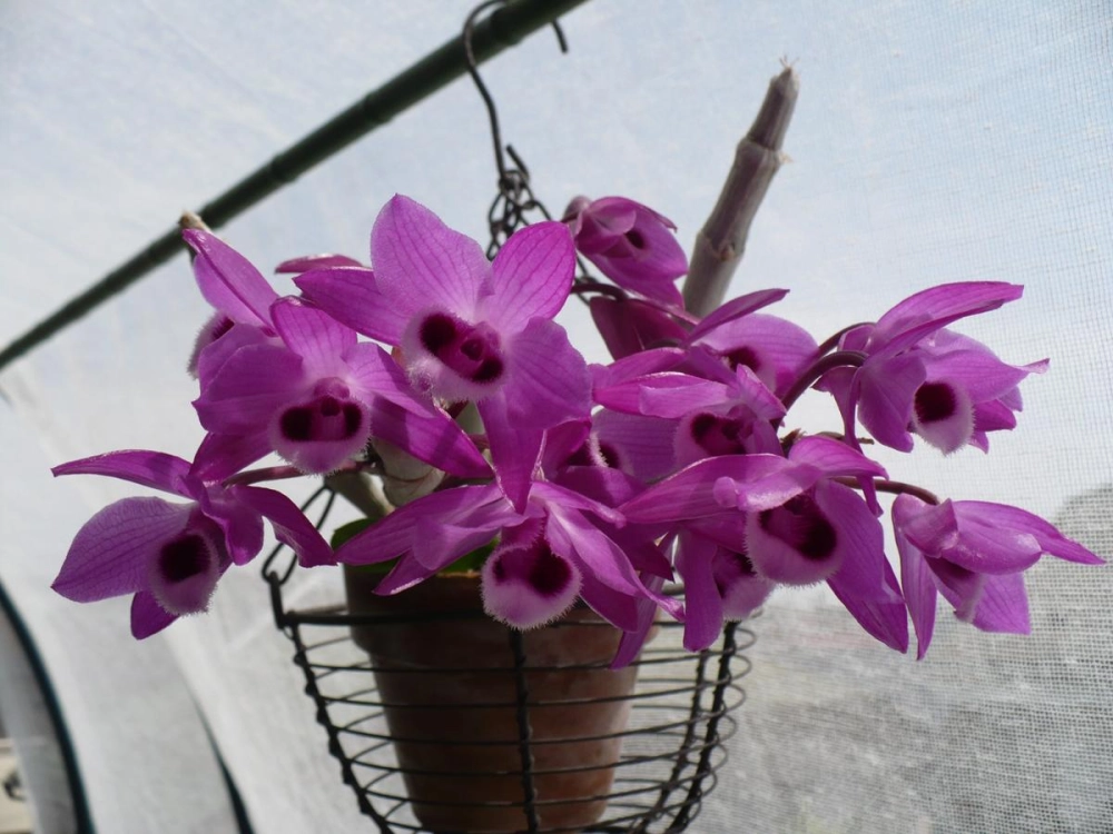 Xem hoa lan trầm tím để cảm nhận thanh