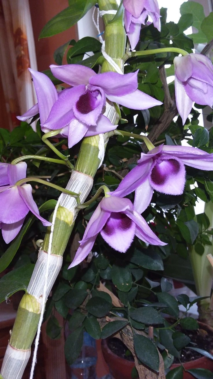 Hình ảnh hoa lan trầm tím mềm mại tinh