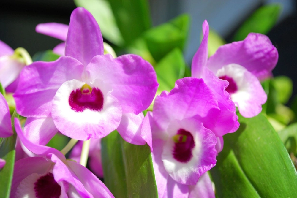 Ảnh bìa lan trầm tím sang trọng tinh tế