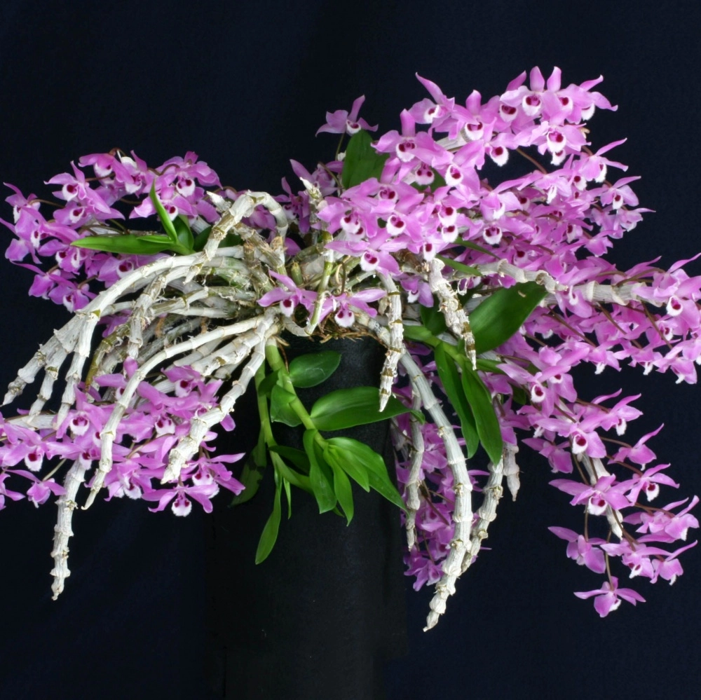 Kho ảnh lan trầm tím phong phú sắc hoa