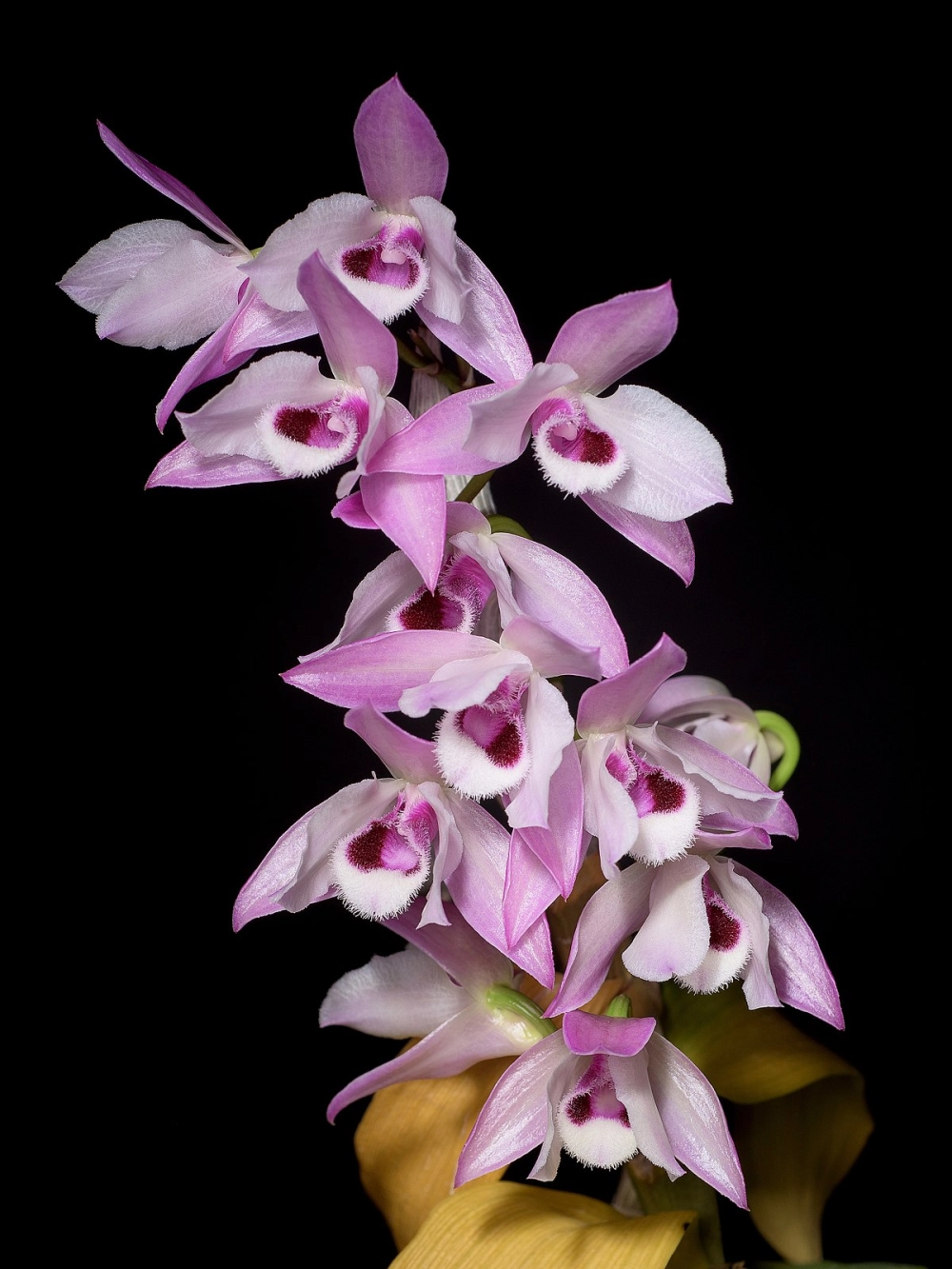 Hình nền điện thoại lan trầm tím cuốn hút