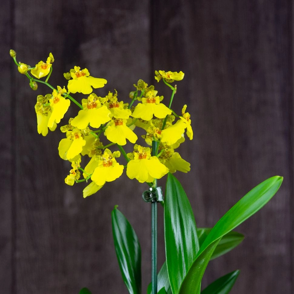 Lan vũ nữ rực rỡ tung bay như vũ điệu xuân