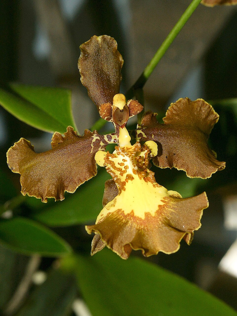 Các loại lan vũ nữ đa dạng sắc hoa cuốn hút