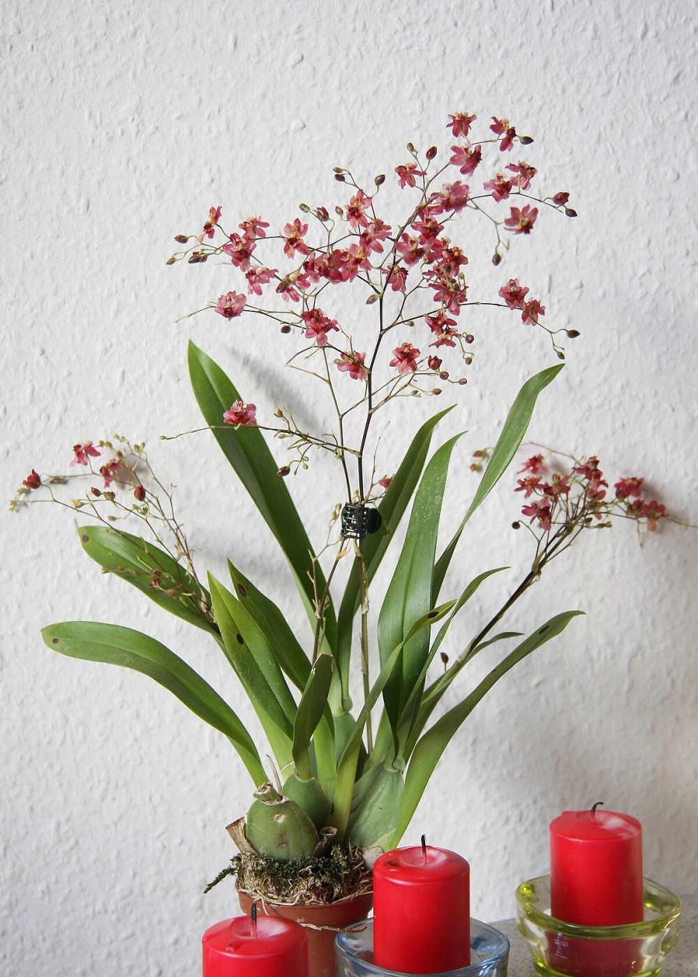 Cách kích hoa lan vũ nữ nở đúng vụ