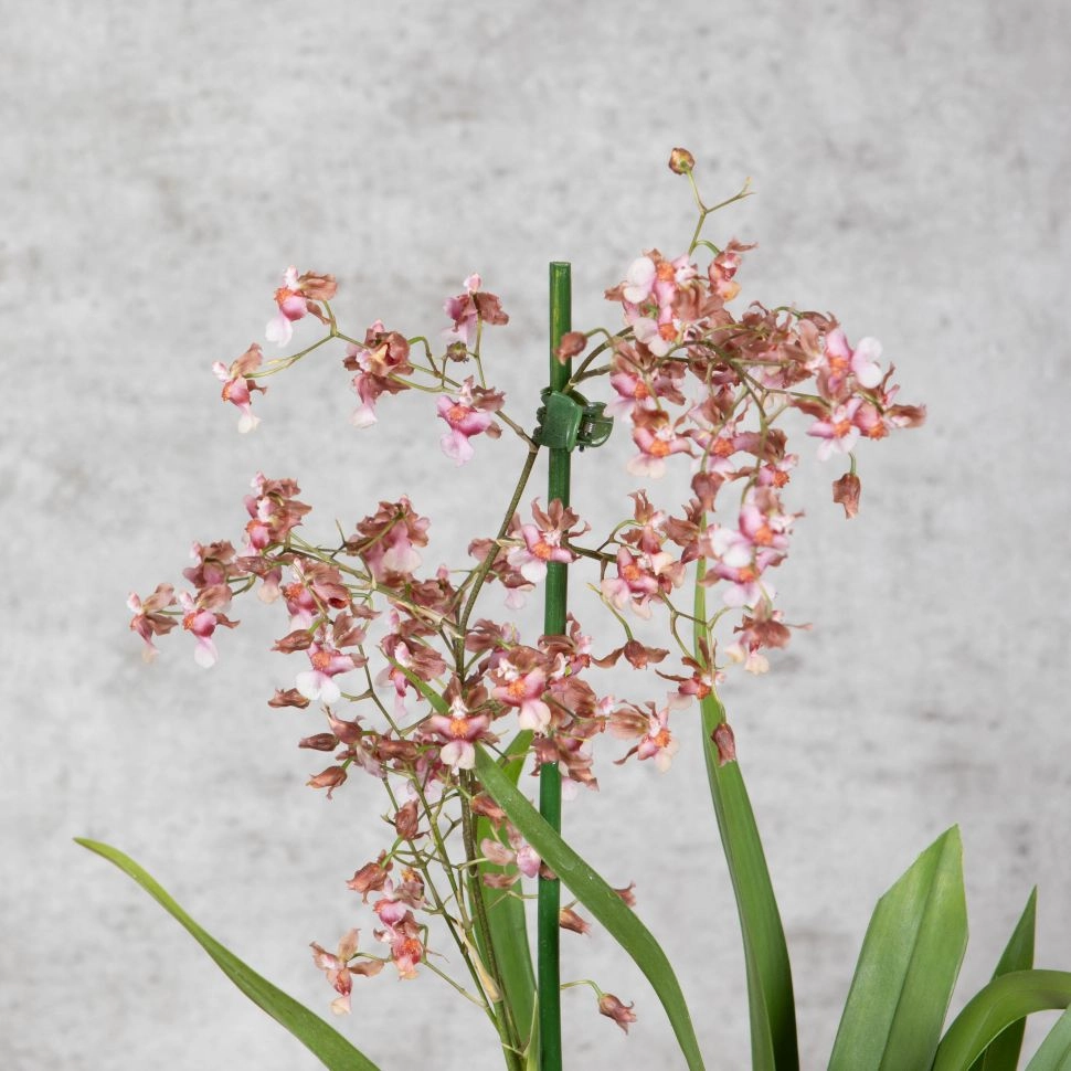 Kỹ thuật trồng lan vũ nữ giúp cây khỏe mạnh