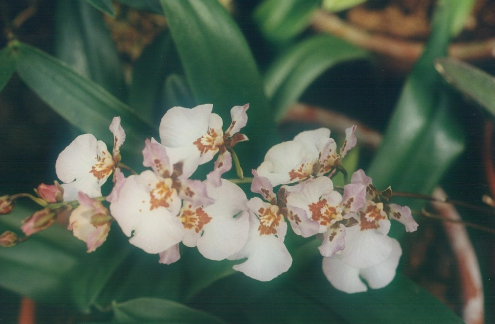 Đặc điểm lan vũ nữ nổi bật dáng hoa bay