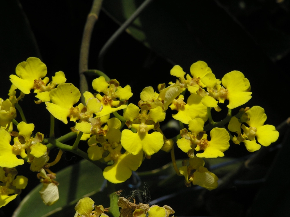 Xem ảnh lan vũ nữ để thêm cảm hứng chơi lan