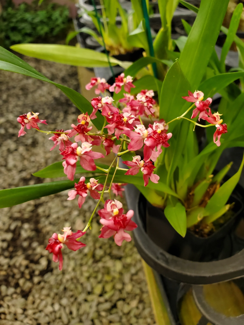 Lan vũ nữ đẹp nổi bật giữa không gian xanh