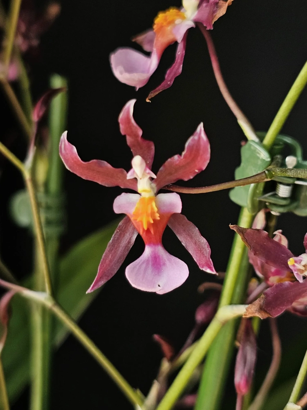 Ảnh hoa lan vũ nữ đẹp dịu dàng tinh tế