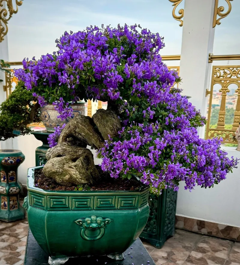 Dòng linh sam siêu bông tím rực