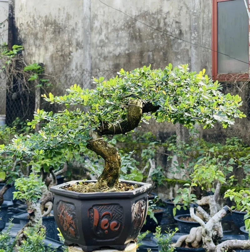 Tác phẩm linh sam lũa thép độc