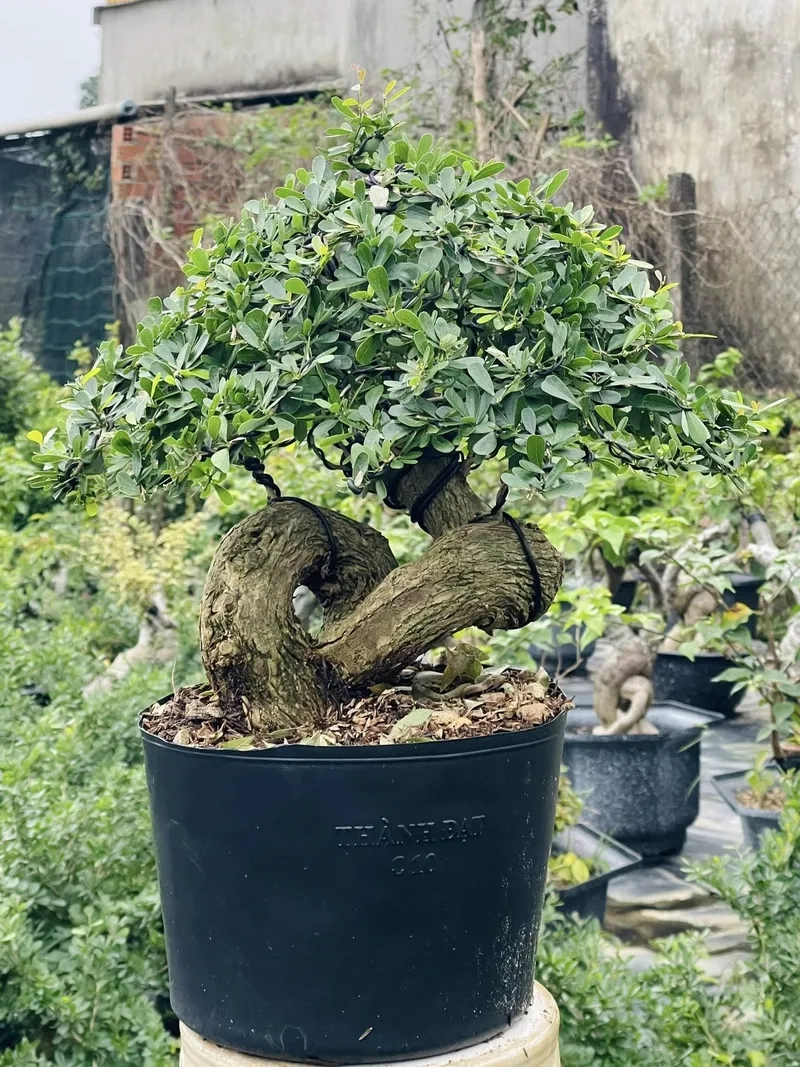 Học cách uốn linh sam nghệ thuật