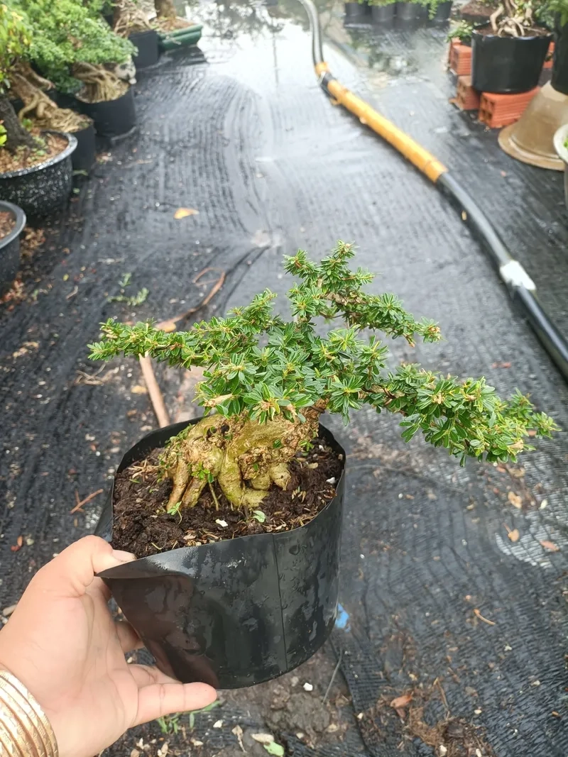 Thế linh sam dáng quái độc đáo