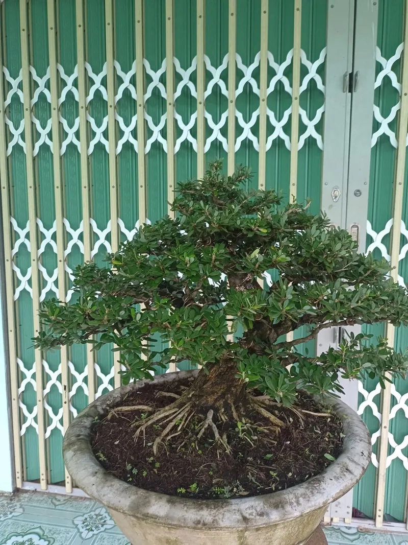 Mẹo kỹ thuật làm lũa linh sam